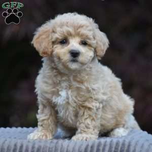 Basil, Bich-Poo Puppy